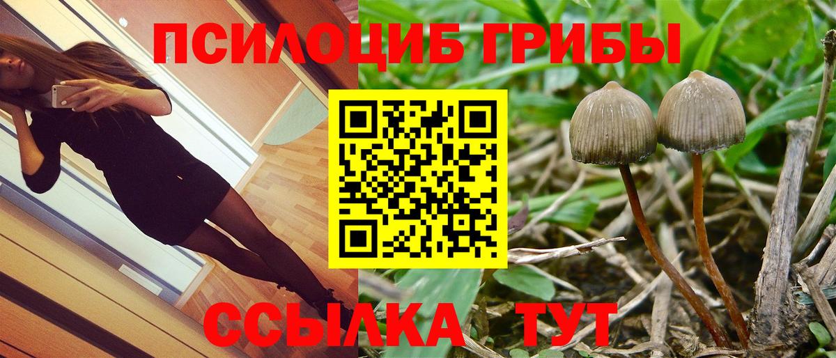 Тамбов  Псилоцибиновые грибы MAGIC MUSHROOMS  Галлюциногенные грибы Psilocybine cubensis  Вход с VPN 